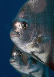 Dive Buddy? by Michael Shope 